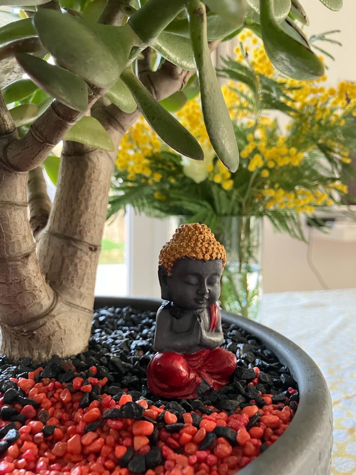 petit bouda au pied d'un bonzaï; Séance de sophrologie pour retrouver équilibre intérieur et sérénité, séances de sophrologie et yoga des chakras.