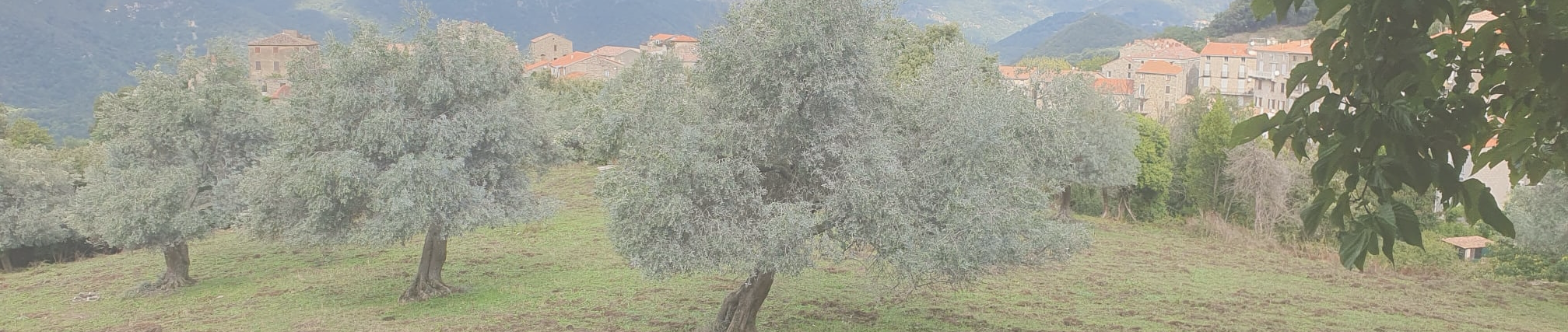 Nina Hernandez, sophrologue en Provence, séances de sophrologie et yoga des chakras.